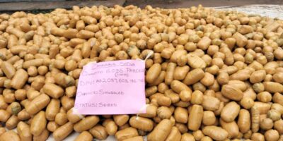 Ogun Customs Seizes N2Bn Worth Of Cannabis Sativa