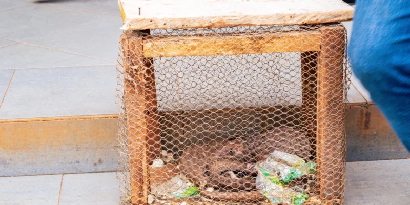 Ogun Customs Rescues 3 Live Pangolins, Hands Them Over For Rehabilitation